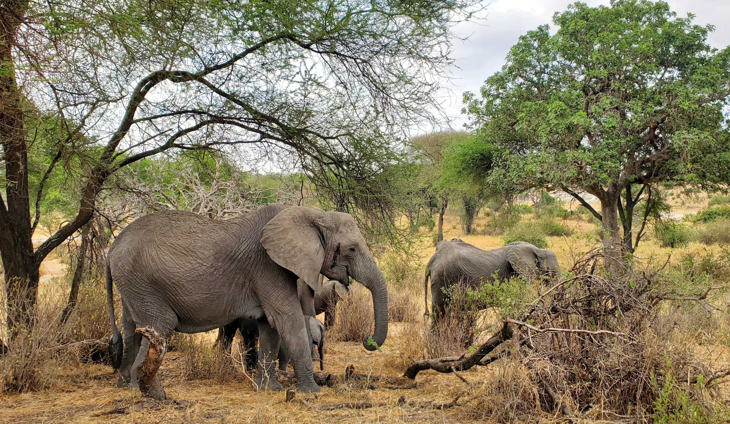 7-day-affordable-africa-safari-tours