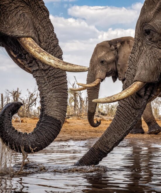 4 Days 3 Nights Nairobi | Amboseli | Tsavo West | Tsavo East | Mombasa big five Safari