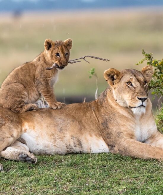 16 Days Kenya Tanzania Safari-Masai mara, Serengeti & Ngorongoro