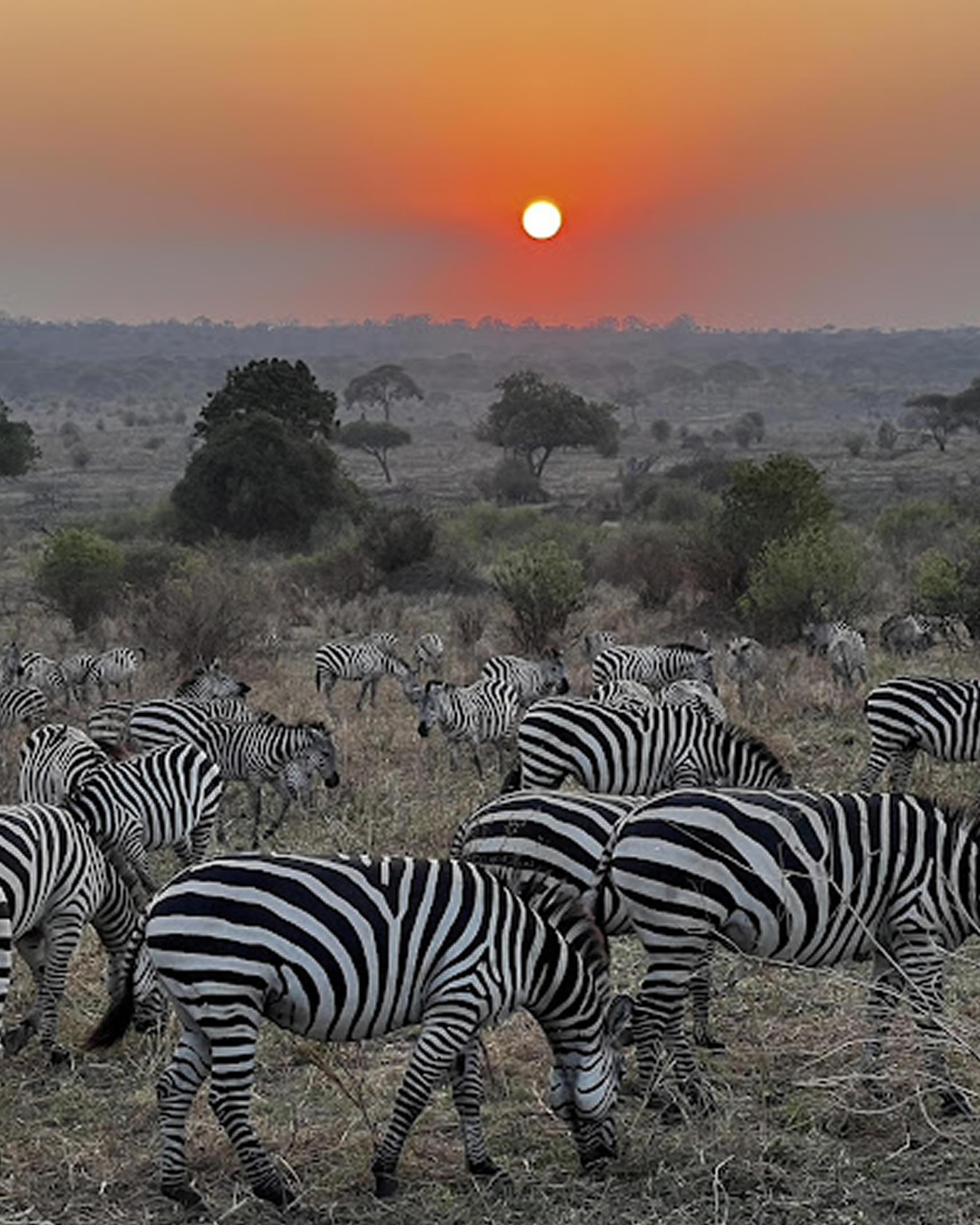 3 Days Tsavo East & Amboseli Luxury Safari