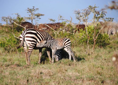 4 Days 3 Nights Tsavo West/Amboseli/Tsavo East