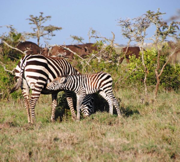 Robert Safaris Adventure