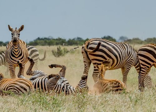 6 Days 5 Nights Safari (Tsavo West,Amboseli And Tsavo East)