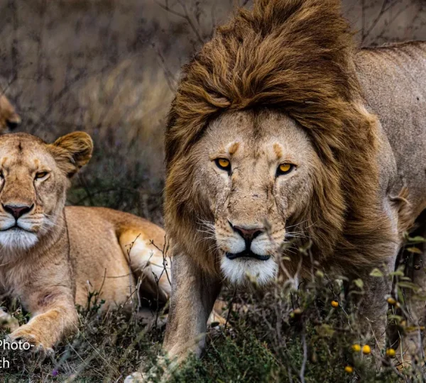 Robert Safaris Adventure